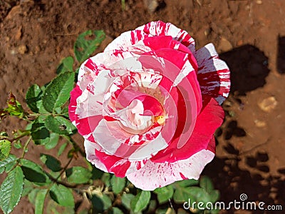 Rose in two colors Stock Photo