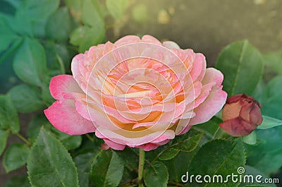 Rose with two colors in a single flower. Two tone blooming Aquarell Stock Photo