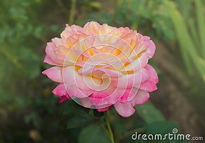 Rose with two colors in a single flower. Two tone blooming Rose Mascotte Stock Photo