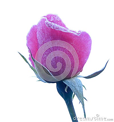 Rose under hoar-frost Stock Photo