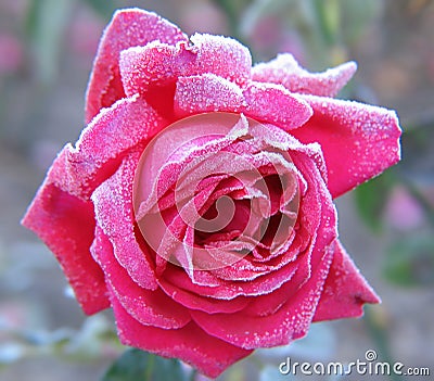 Rose under hoar-frost Stock Photo