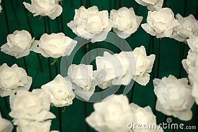 Rose Valentines Day Stock Photo