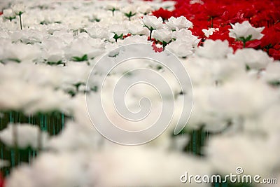 Rose Valentines Day Stock Photo