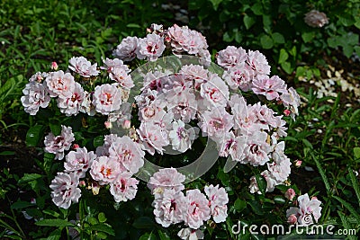 Rose variety Angel Eyes flowering in a garden Stock Photo