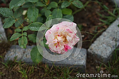 The rose variety 'Claude Monet' is a red, yellow and creamy white striped hybrid tea rose. Stock Photo