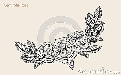 Rose vector lace by hand drawing.Rose lace art highly detailed in line art style Vector Illustration