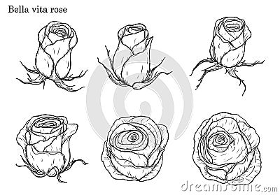 Rose vector set by hand drawing Vector Illustration