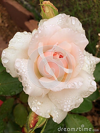 Delicate Pink Rose with Water Drops Stock Photo