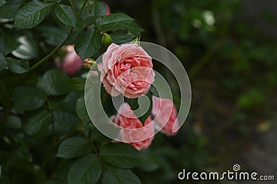 Rose the very nice lpink summer flower close up Stock Photo