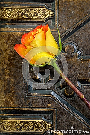 Rose on Vintage Book Stock Photo