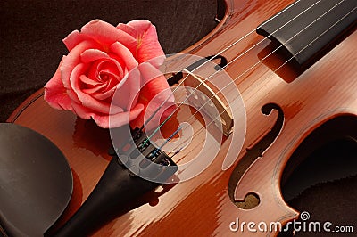 Rose on violin Stock Photo