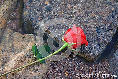 Rose on Wet Rocks Stock Photo