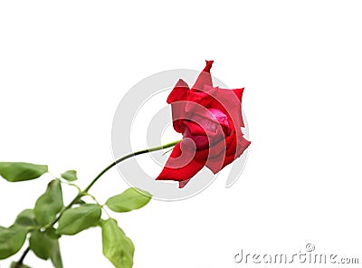 Rose on a white background Stock Photo