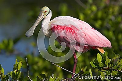 Roseate Spoonbill (Ajaia ajaja) Stock Photo