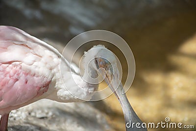 Close-up Of Roseate Spoonbill Stock Photo