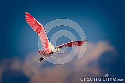 Roseate Spoonbill flies overhead in bright breeding colors Stock Photo