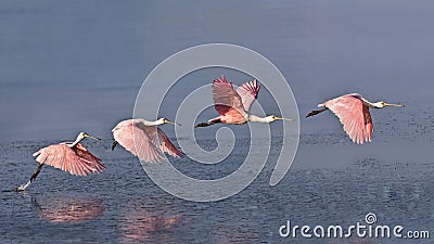 Roseate Spoonbill in flight Stock Photo