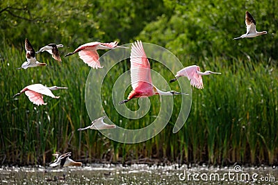 Roseate Spoonbill in flight Stock Photo