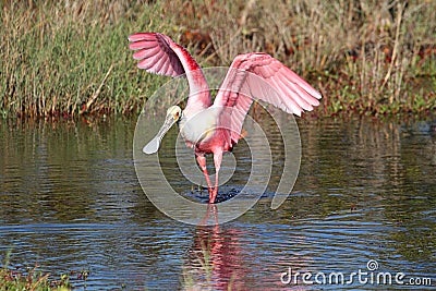 Roseate Spoonbill Hunting In Water Stock Photo