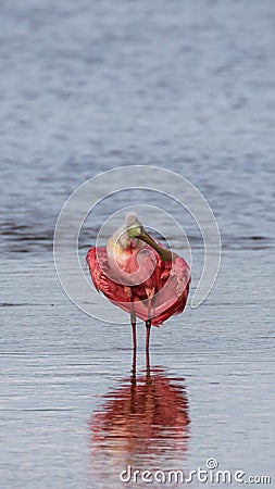 Roseate Spoonbill, J.N. Ding Darling National Wildlife Refug Stock Photo