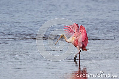 Roseate Spoonbill, J.N. Ding Darling National Wildlife Refug Stock Photo