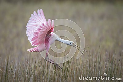 Roseate Spoonbill landing in a marsh - Florida Stock Photo