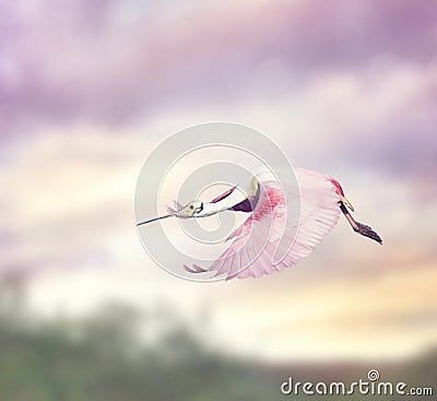 Roseate Spoonbill (Platalea ajaja) Stock Photo