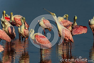 Roseate spoonbill, sanibel Stock Photo