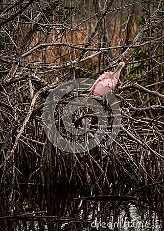 Roseate Spoonbill Sits Above Tannin Colored Water and Grooms Itself Stock Photo