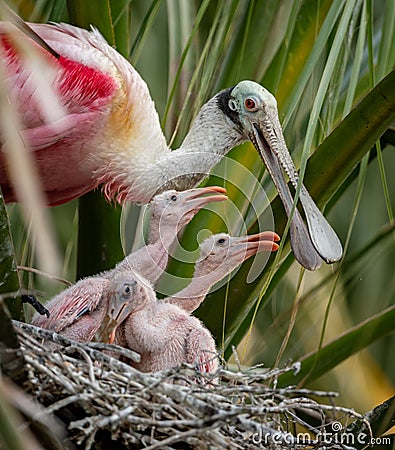 Roseate Spoonbill in Florida Stock Photo