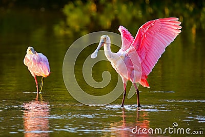 Roseate spoonbill (Platalea ajaja) Stock Photo