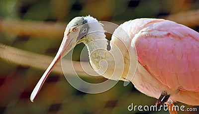 Roseate Spoonbill with copy space Stock Photo