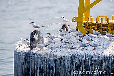 Roseate Tern and Black-naped Tern`s Adult and Juvenile perching on buoy Stock Photo