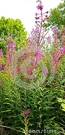 Rosebay willow hurb wild plant Stock Photo