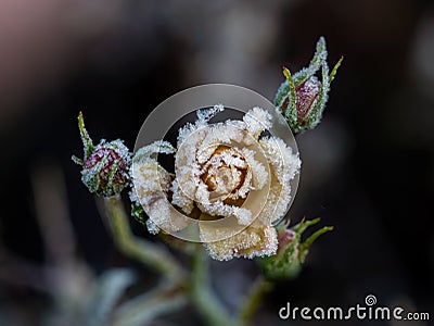 Yellow Rosebud Covered in Frost Stock Photo