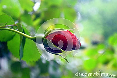 Rosebud for valentine`s day and mother`s day, background Stock Photo