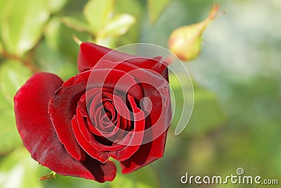 Rosebush Stock Photo