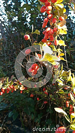 Rosehip berries Stock Photo