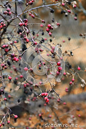 Rosehip berries at the time of Indian summer Stock Photo