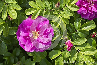 Rosehip blossom, pink magenta open flower. Bright summer natural postcard Stock Photo