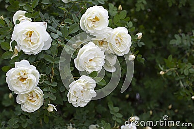 Rosehip blossom with white flowers. A wild rose bush with many open flowers Stock Photo