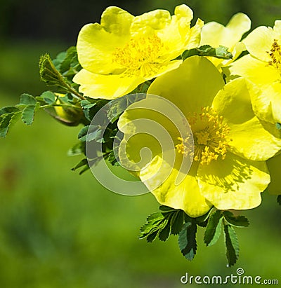 Rosehip bush blooming in spring Stock Photo