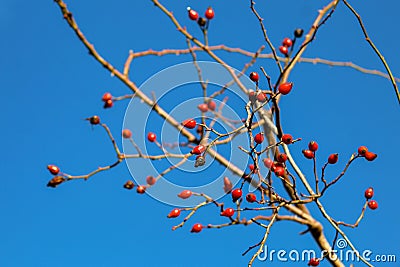 Rosehip bush in a bright January day Stock Photo