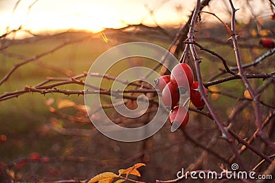 Rosehip bush on fire Stock Photo