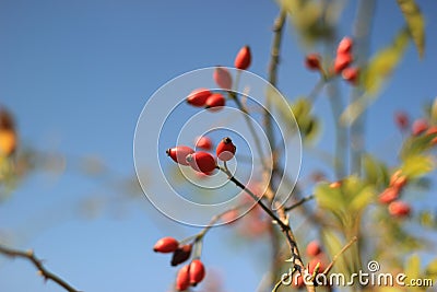 Rosehip bush Stock Photo