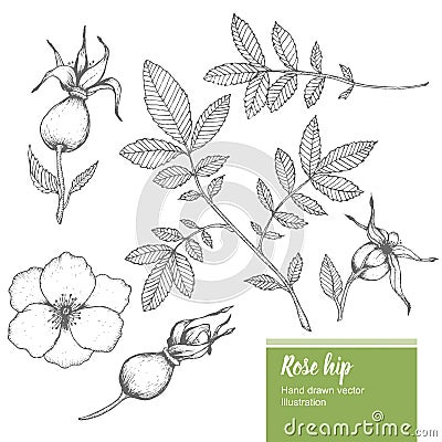 Rosehip flower, bud, branch, leaf sketch vector nature summer organic hand drawn illustration set Vector Illustration