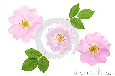 Rosehip flower with leaf isolated on white background close up Stock Photo