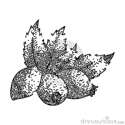 rosehip plant herbal sketch hand drawn vector Vector Illustration