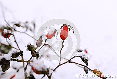 rosehip red berrys branch bush close-up nature garden day snow winter cold weather Stock Photo