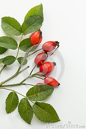 Rosehip Stock Photo